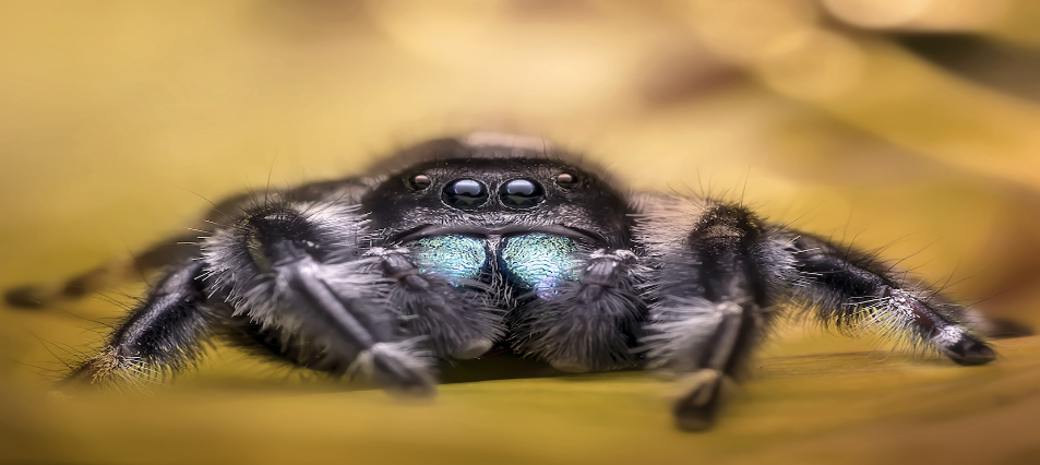 Getting to know the Jumping Spiders