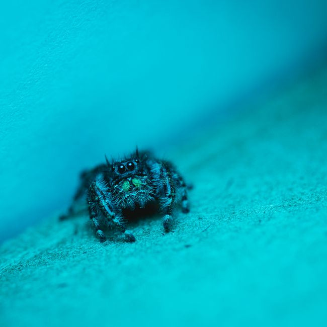 Feeling Blue? Meet the Electric Metallic Blue Jumping Spider