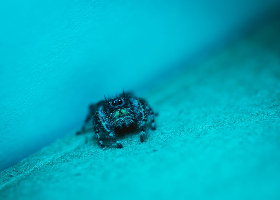 Feeling Blue? Meet the Electric Metallic Blue Jumping Spider