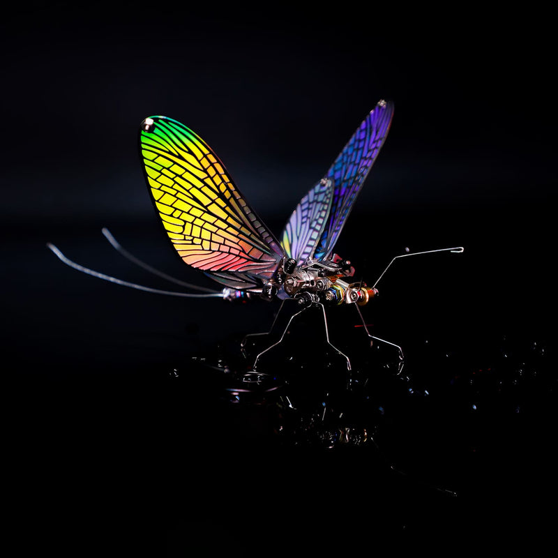 Colorful insect on a black background