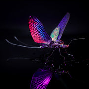 Colorful insect on a black background
