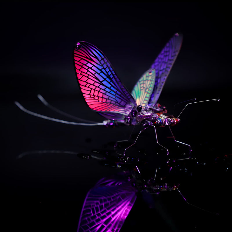 Colorful insect on a black background
