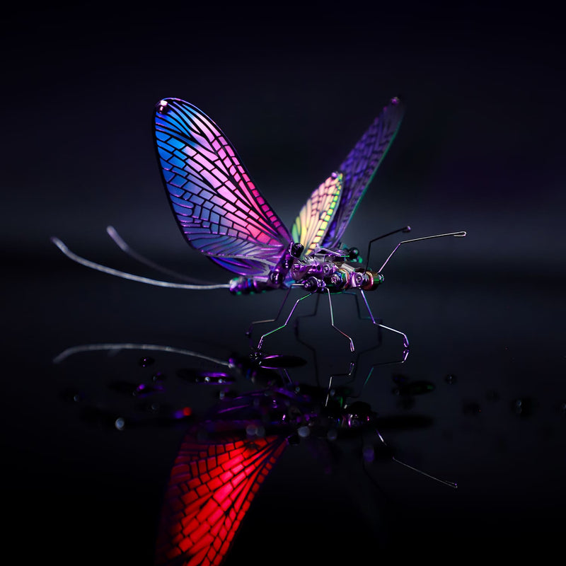 Colorful insect on a dark background