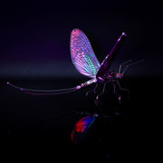 Dragonfly with colorful wings on a black background